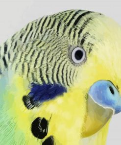 Budgerigar Head paint by number