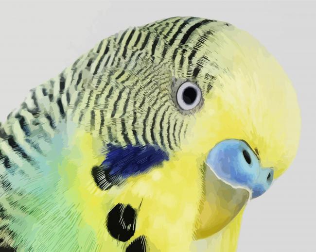 Budgerigar Head paint by number