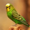 Budgerigar Parakeet paint by numbers