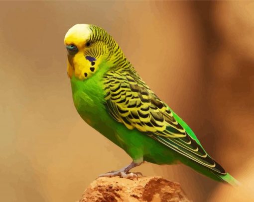 Budgerigar Parakeet paint by numbers