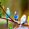 Budgies On Branch paint by number