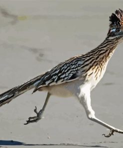 Chaparral Roadrunner Bird paint by number