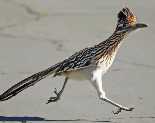 Chaparral Roadrunner Bird paint by number