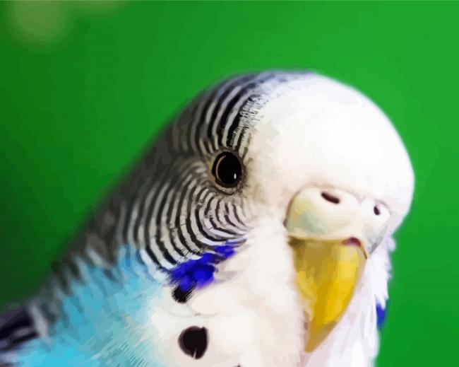 Close Up Budgerigar paint by number