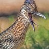 Close Up Roadrunner Bird paint by number