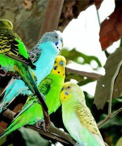 Colorful Budgerigars Birds paint by number