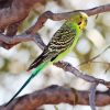 Colorful Parakeet Budgerigar Bird paint by number