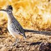 Cool Roadrunner Bird paint by number