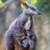 Cool Wallaby Animal paint by numbers