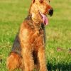 Cute Airedale Terrier Dog paint by numbers