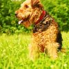 Cute Airedale Terrier paint by numbers