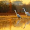 Cute Egrets paint by number
