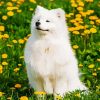 Cute Samoyed paint by numbers