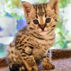 Cute Savannah Kitten paint by number