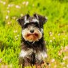 Cute Schnauzer paint by numbers