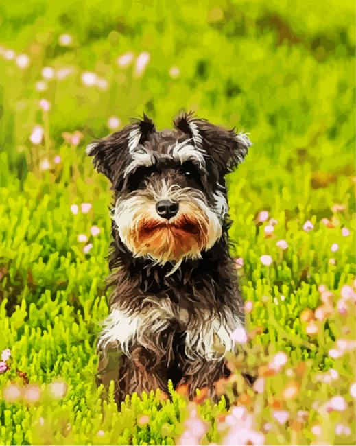 Cute Schnauzer paint by numbers