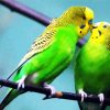 Cute Budgerigars paint by numbers