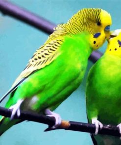 Cute Budgerigars paint by numbers
