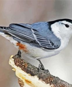 Cute Nuthatch paint by numbers