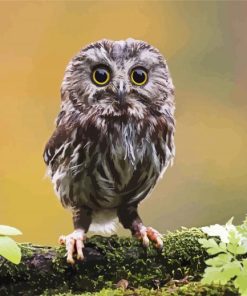 Cute Owl Bird paint by number