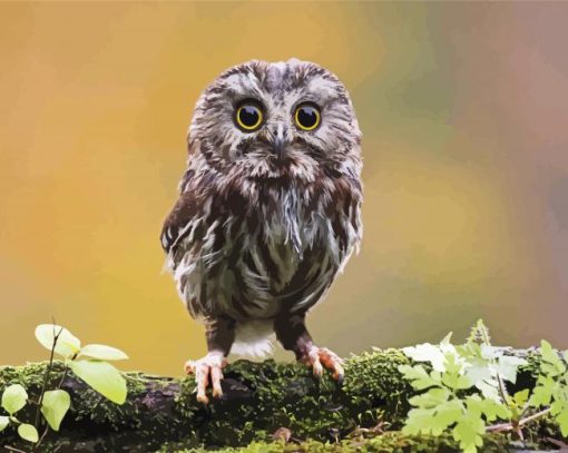 Cute Owl Bird paint by number