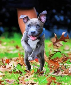 Cute Puppy Pitbull paint by number