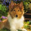 Cute Sheepdog paint by number