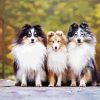 Cute Sheepdogs paint by number