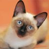 Cute Siamese Cat paint by number