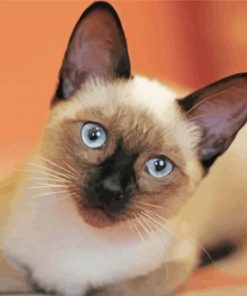 Cute Siamese Cat paint by number