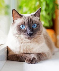 Cute Siamese paint by number