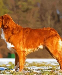 Dog Toller paint by number