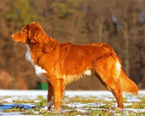 Dog Toller paint by number
