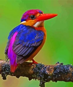Dwarf Kingfisher paint by numbers