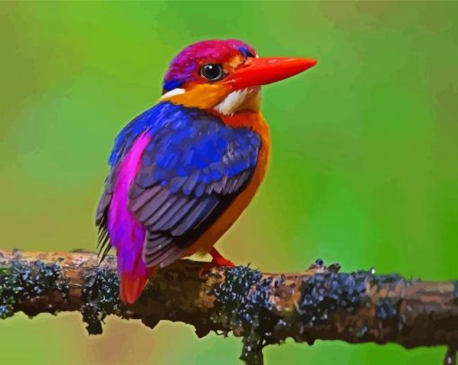 Dwarf Kingfisher paint by numbers