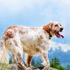 English Setter Dog Breed paint by numbers