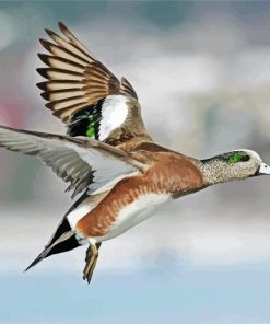 Flying Wigeon paint by numbers