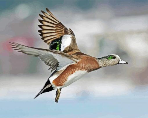 Flying Wigeon paint by numbers