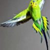 Flying Budgerigar paint by number