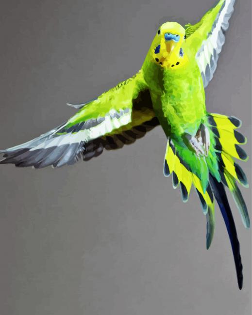 Flying Budgerigar paint by number