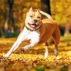 Golden American Staffordshire Terrier Dog paint by numbers