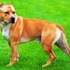 Golden American Staffordshire Terrier paint by number