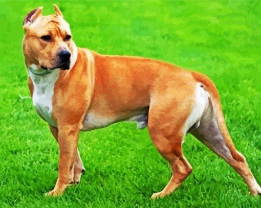 Golden American Staffordshire Terrier paint by number