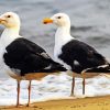 Great Black Backed Gulls paint by numbers