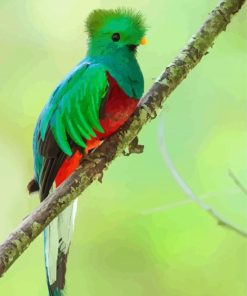 Green Quetzal Bird paint by numbers