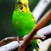 Green Budgerigar On A Branch paint by number