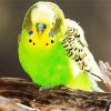 Green Budgerigar paint by number