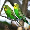 Green Budgerigars paint by number