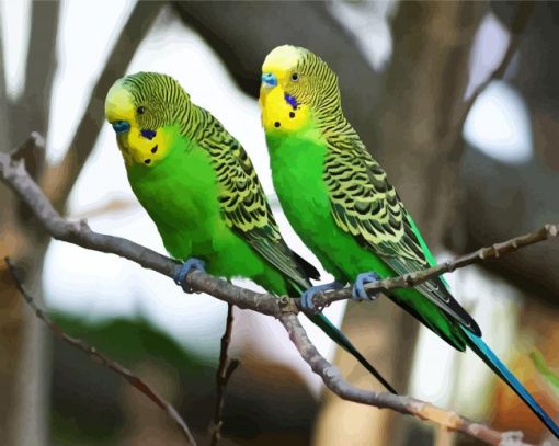 Green Budgerigars paint by number