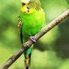 Green Parakeet Budgerigar paint by numbers